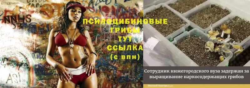 Псилоцибиновые грибы Psilocybine cubensis  дарнет шоп  сайты даркнета телеграм  Северск 